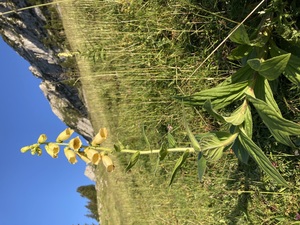 Prächtige Alpenflora